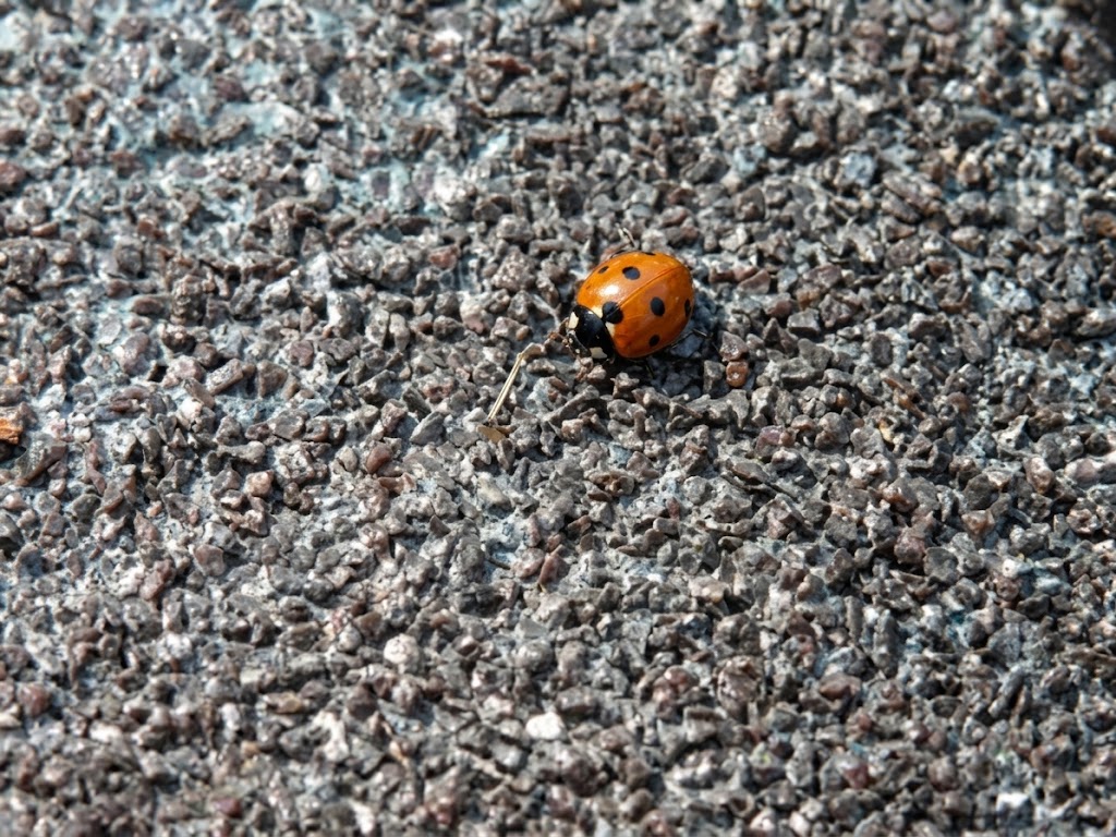 Ladybug resting on an industrial surface